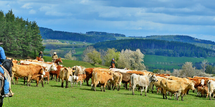 Czech Republic | Fifty Years To Pay For A Farm