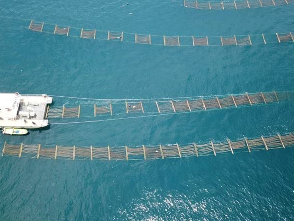 Asia dominates global aquaculture production