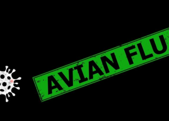 Avian flu confirmed on poultry farms in 13 European countries