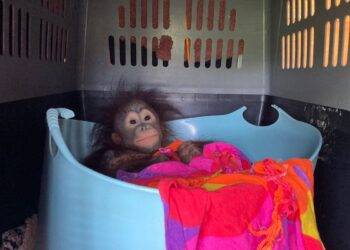 Baby orangutan travels first class to join youngsters at Dorset monkey sanctuary