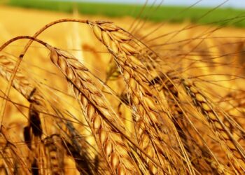 Between 60% and 70% of agricultural land in the EU polluted – How about Serbia?