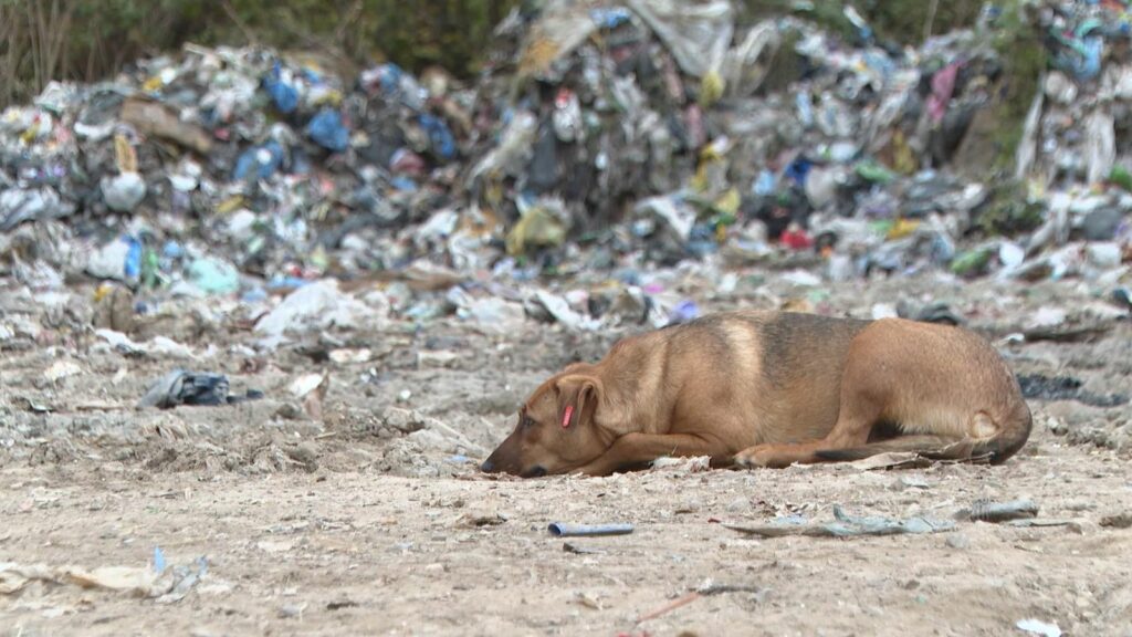 Bosnia and Herzegovina: Floods leave behind residue of rubbish