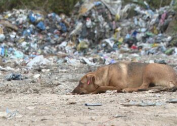 Bosnia and Herzegovina: Floods leave behind residue of rubbish