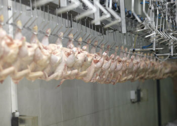 Bosnia and Herzegovina opens market to Brazil chicken meat exports