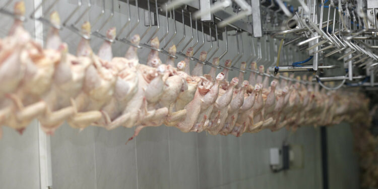 Bosnia and Herzegovina opens market to Brazil chicken meat exports