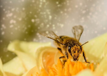 Climate change in Denmark causing hayfever « Euro Weekly News