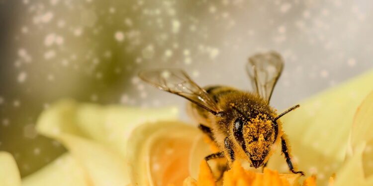 Climate change in Denmark causing hayfever « Euro Weekly News