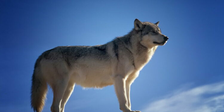 Conflicting views on Netherlands wolves « Euro Weekly News