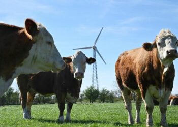 Denmark’s major parties agree world’s first carbon tax on emissions by livestock