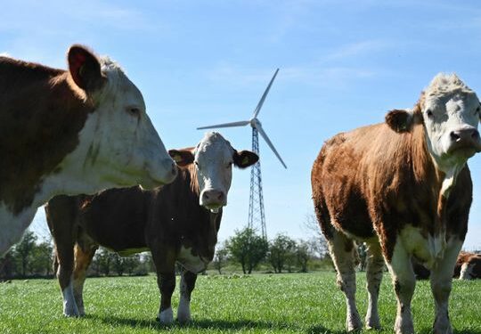 Denmark’s major parties agree world’s first carbon tax on emissions by livestock