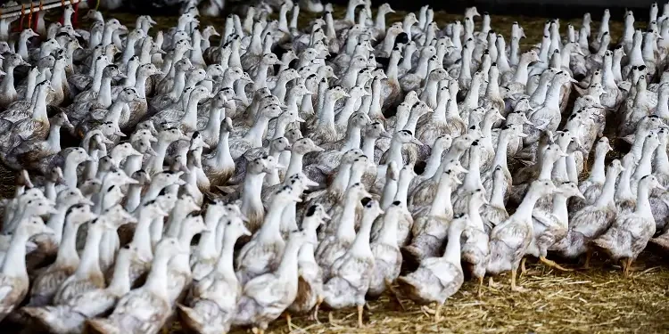 Large flock of ducks inside a barn.