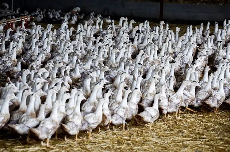 Large flock of ducks inside a barn.