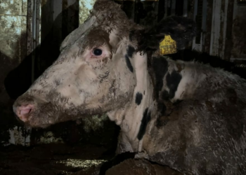 EU-Turkish border exposes hell of animal transport – POLITICO