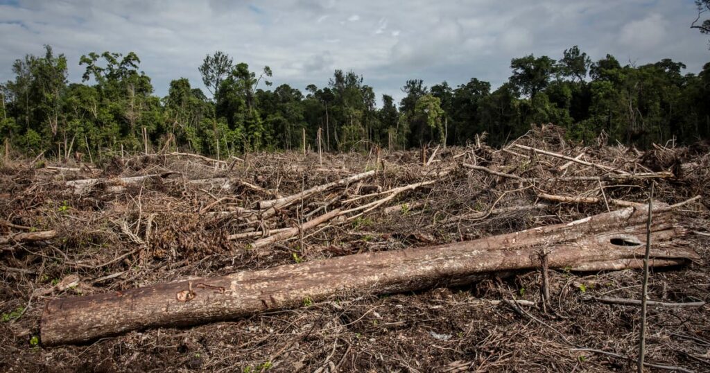 EU countries reject Parliament’s proposal to gut deforestation rules – POLITICO