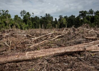 EU countries reject Parliament’s proposal to gut deforestation rules – POLITICO