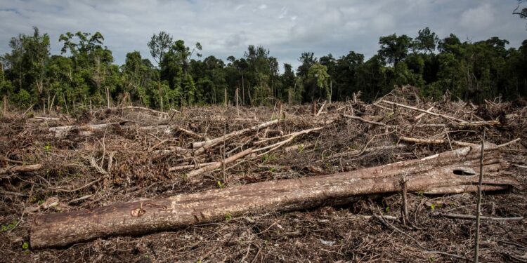 EU countries reject Parliament’s proposal to gut deforestation rules – POLITICO