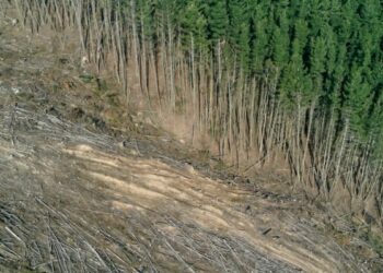 EU deforestation law delayed as EPP joined by far-right to slow down obligations EU deforestation law delayed as EPP joined by far-right to slow down obligations