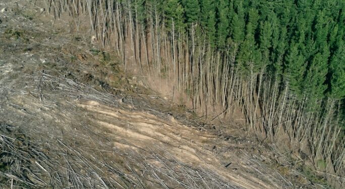 EU deforestation law delayed as EPP joined by far-right to slow down obligations