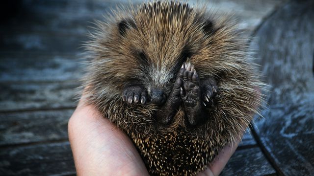 European Hedgehogs Are Officially in Dramatic Decline