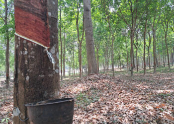 European businesses need certainty – ETRMA on EUDR postponement