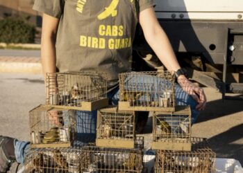 Foreign bird ringer has licence suspended over involvement in Maltese finch trapping Foreign bird ringer has licence suspended over involvement in Maltese finch trapping