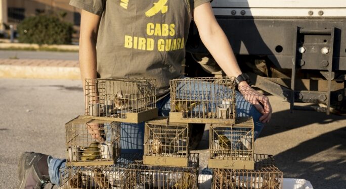 Foreign bird ringer has licence suspended over involvement in Maltese finch trapping