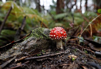 Amanita Muscaria