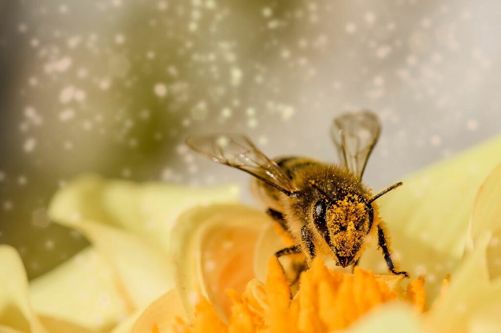 Hayfever increases in Denmark « Euro Weekly News