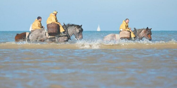 Horseback fishing saves cherished tradition on Belgian coast - Newspaper