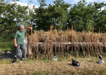 Nitrates Derogation is a ‘Con’, Says Ireland’s Farmers