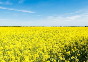 Nuseed taps Skretting veteran to lead European omega-3 expansion