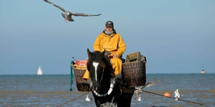 On Belgian Coast, Fishing on Horseback — and Saving a Tradition