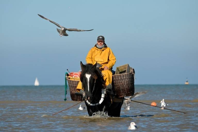 On Belgian Coast, Fishing on Horseback -- and Saving a Tradition