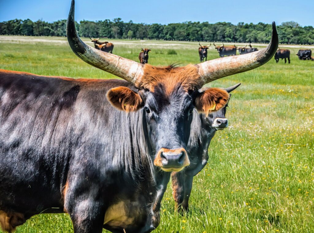 Prehistoric wild beast: How the climate shaped an iconic species