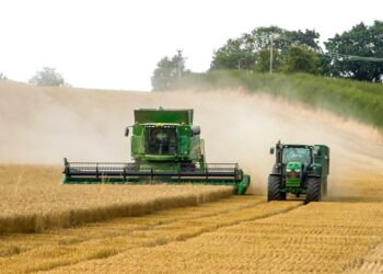 Romanian maize crop falls towards decade’s low