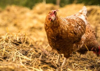 The EU has a Commissioner for animal welfare: a new dawn for animals?