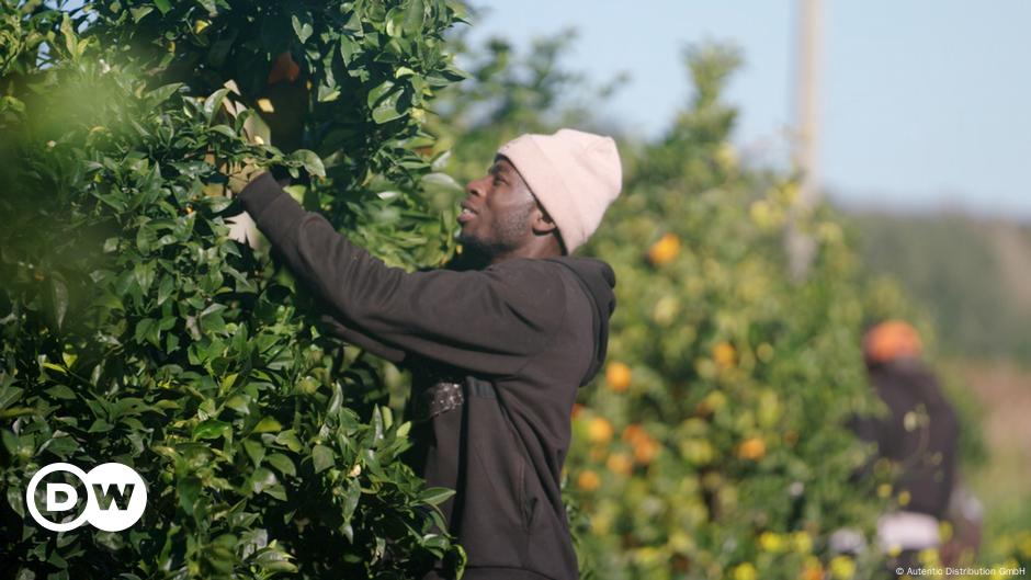 The Exploitation of Europe’s Harvest Workers – DW – 11/04/2024