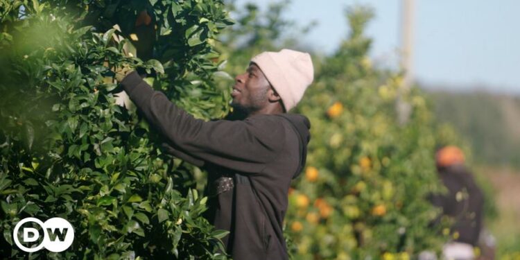 The Exploitation of Europe’s Harvest Workers – DW – 11/04/2024