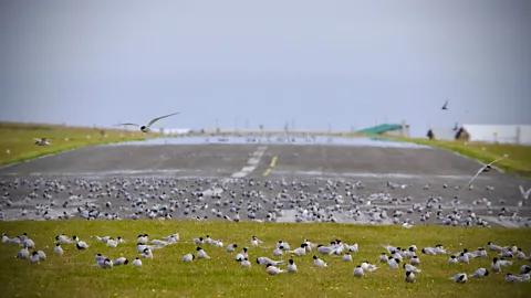 Michelle Gross The island's airstrip is a popular hangout for birds (Credit: Michelle Gross)