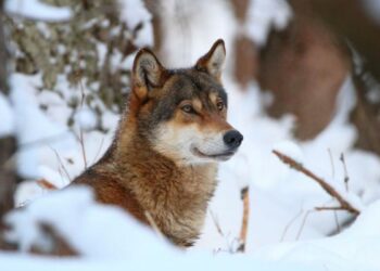 Wolves in EU lose safeguards, allowing culls as numbers soar Wolves in EU lose safeguards, allowing culls as numbers soar