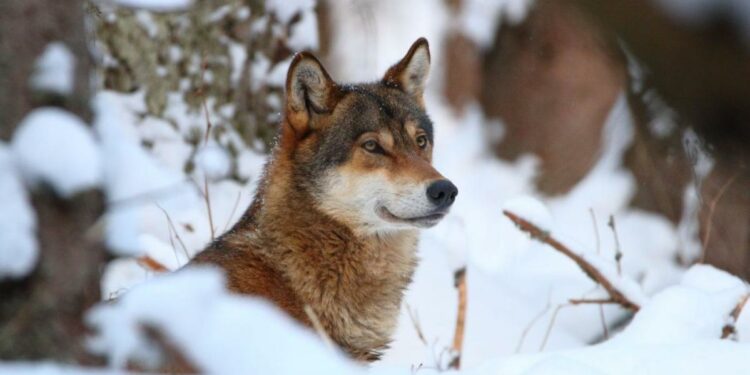 Wolves in EU lose safeguards, allowing culls as numbers soar