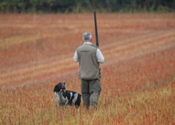 Wildlife commission lowers European wolf protections Wildlife commission lowers European wolf protections