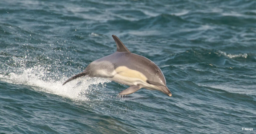 EU upholds a fishing ban in Spain to protect mating dolphins: 300 boats will be affected 