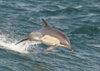 EU upholds a fishing ban in Spain to protect mating dolphins: 300 boats will be affected 