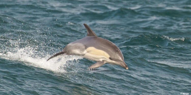 EU upholds a fishing ban in Spain to protect mating dolphins: 300 boats will be affected 