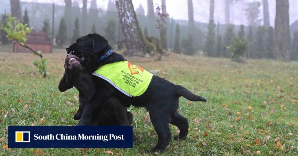 Czech prison inmates train assistance dogs: ‘you always want to be with a dog’