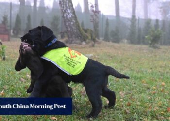 Czech prison inmates train assistance dogs: ‘you always want to be with a dog’