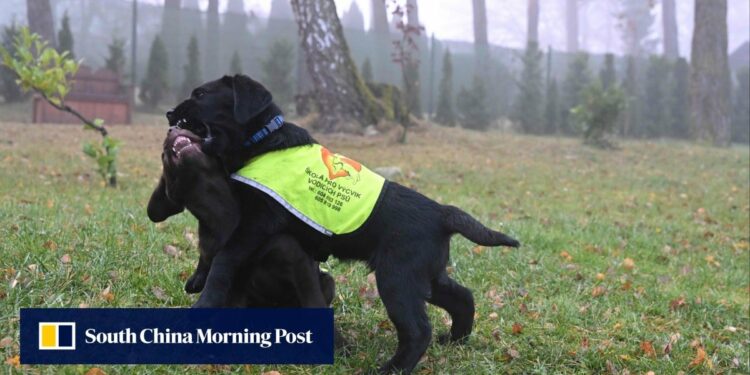 Czech prison inmates train assistance dogs: ‘you always want to be with a dog’