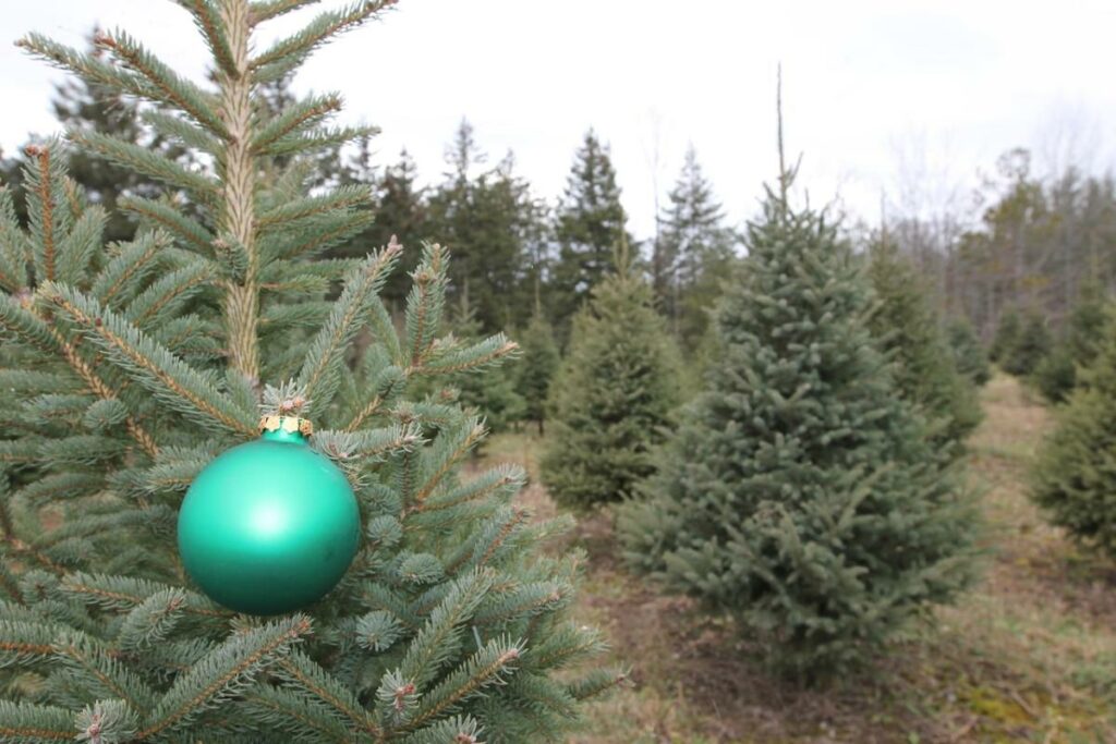 Why Christmas trees in Europe are so much cheaper than in Canada