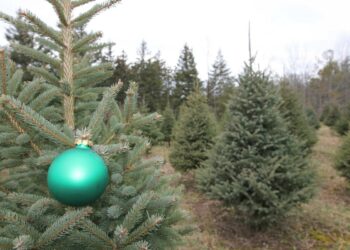 Why Christmas trees in Europe are so much cheaper than in Canada Why Christmas trees in Europe are so much cheaper than in Canada